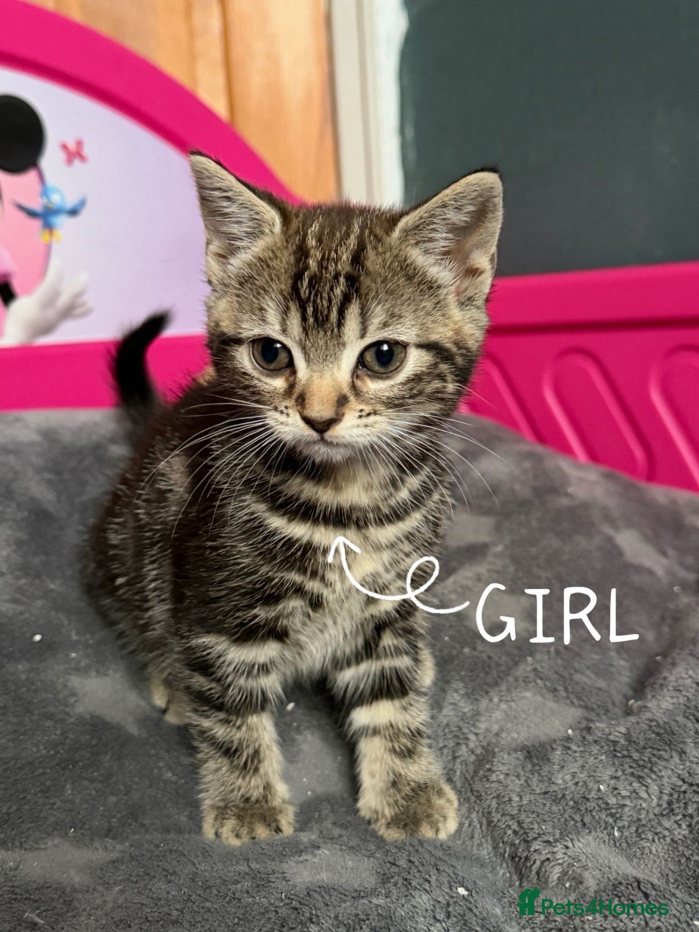 Mixed Breed cats Lovely kittens looking for lovely home - Advert 1