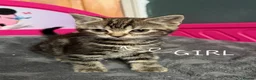 Mixed Breed cats for sale: Lovely kittens looking for lovely home in Manchester - Advert 1