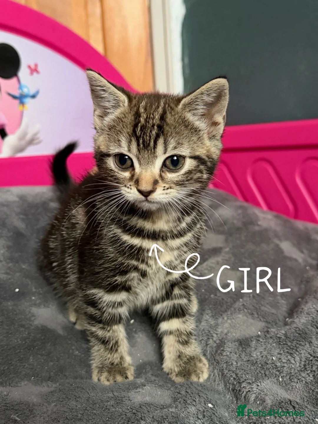 Mixed Breed cats for sale: Lovely kittens looking for lovely home in Manchester - Advert 1
