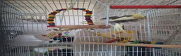 Cockatiels birds for sale: BABY BOY COCKATIEL – 2 MONTHS OLD + FULL SETUP!   - Advert 3