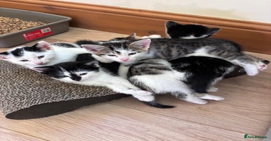 Mixed Breed cats - Advert 7