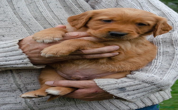Golden Retriever dogs - Advert 12