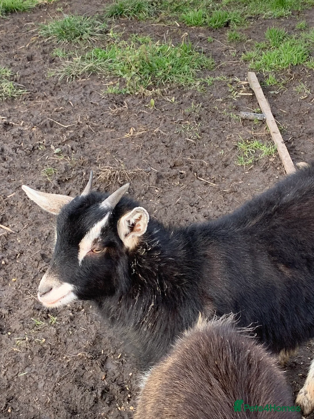 Goats livestock for sale: 2 female Pygmy goats  - Advert 2