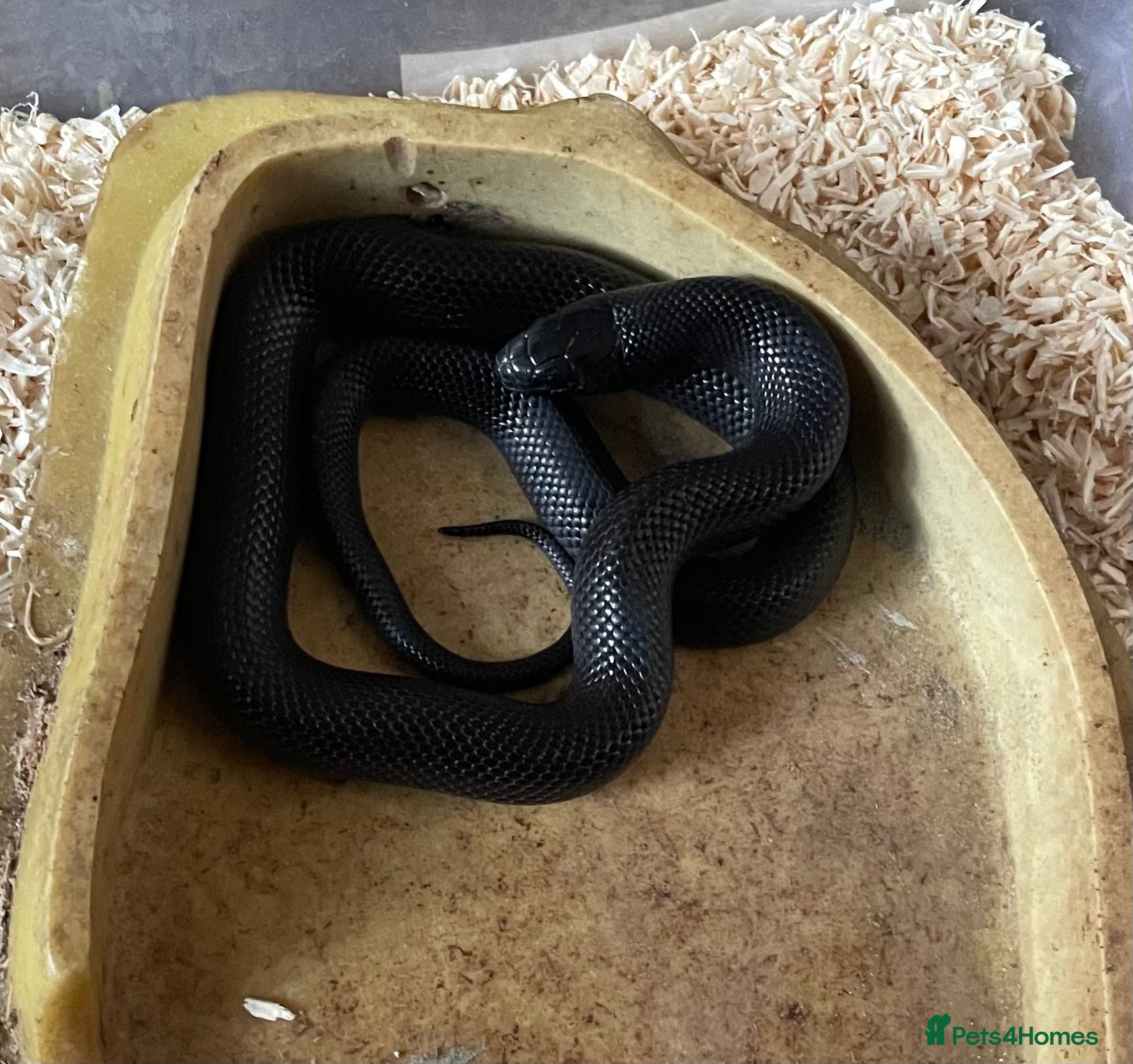 King Snake reptiles MBK KING SNAKE - Advert 3