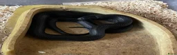 King Snake reptiles for sale: MBK KING SNAKE - Advert 1