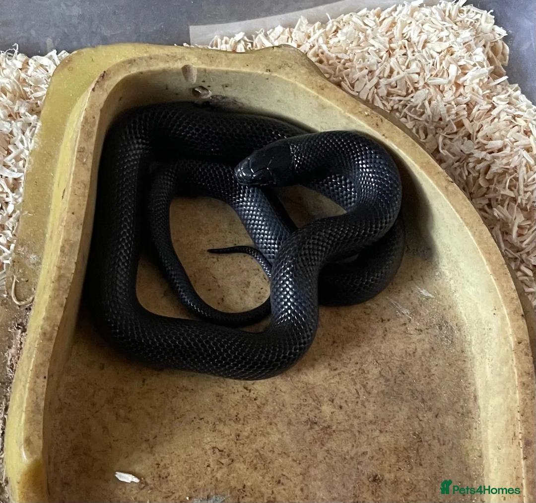 King Snake reptiles for sale: MBK KING SNAKE - Advert 1