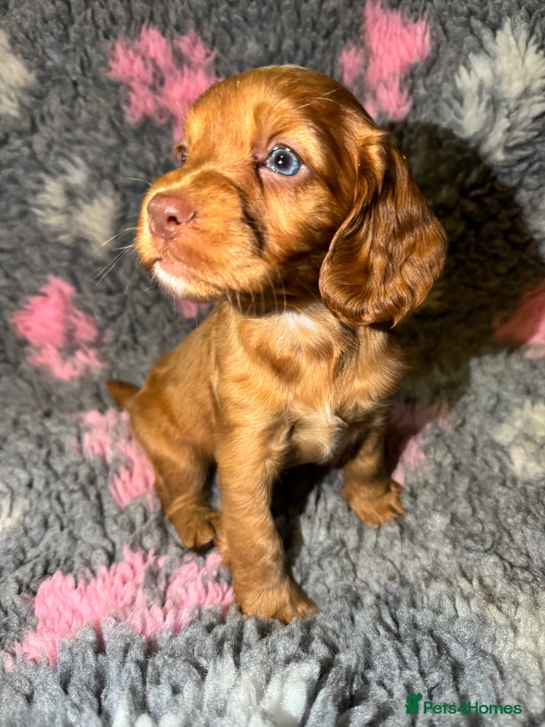 Cocker Spaniel dogs for sale: Beautiful Working Cocker Spaniel puppies - Image 5