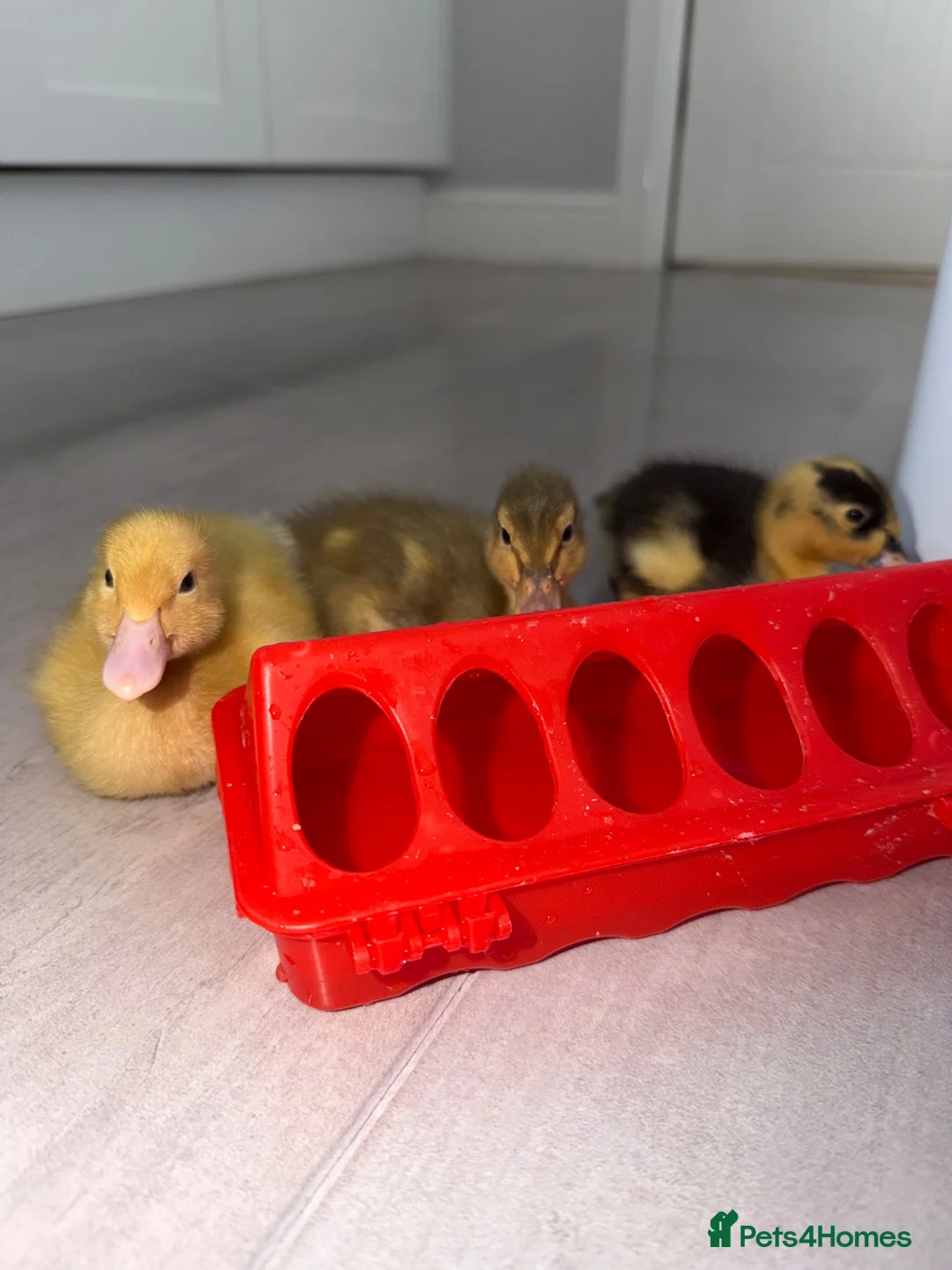 Ducks poultry for sale: 3 ducks for sale  in Leeds - Advert 5