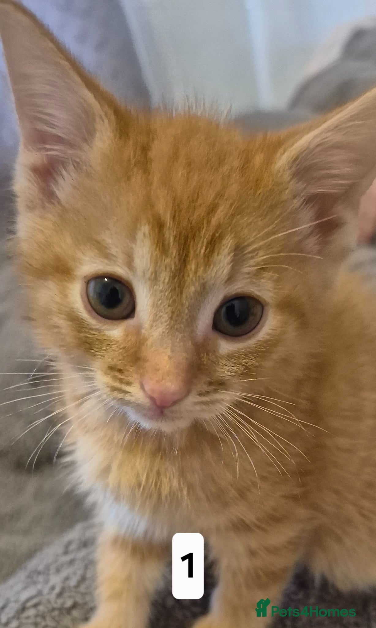 Mixed Breed cats Cutest litter of kittens - Advert 5