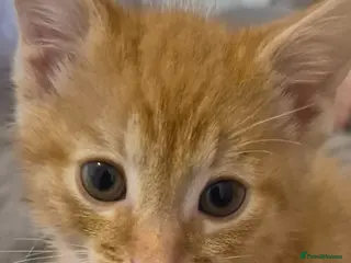 Mixed Breed cats Cutest litter of kittens - Advert 1