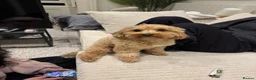 Mixed Breed dogs for stud: JEAN PHILIPPE COCKAPOO X TOY POODLE - Advert 6