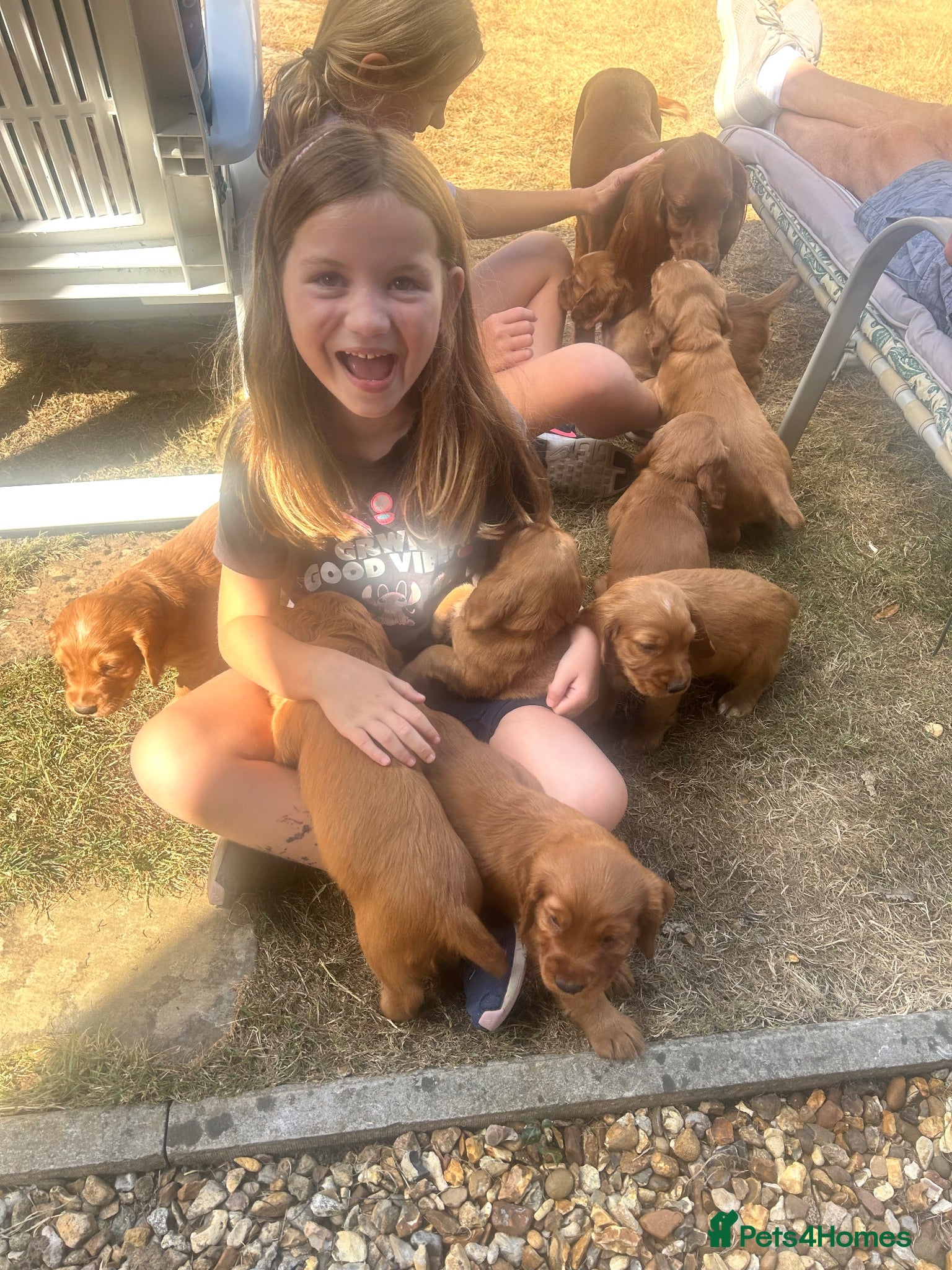 Cocker Spaniel dogs Red Working Cocker Spaniels - Advert 2