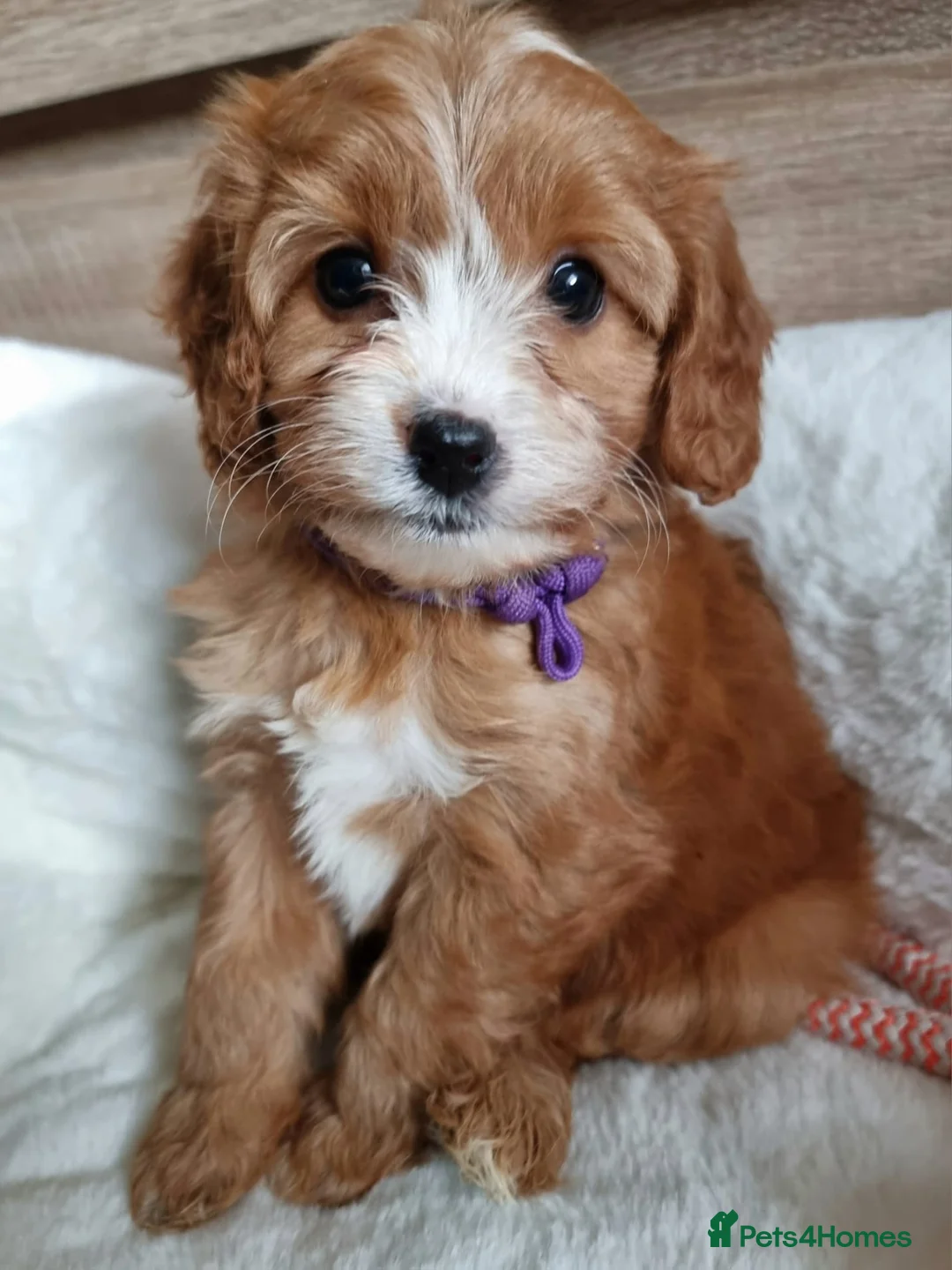 Cavapoo dogs for sale:  Cavapoo F1 puppies,DNA tested parents - Advert 2