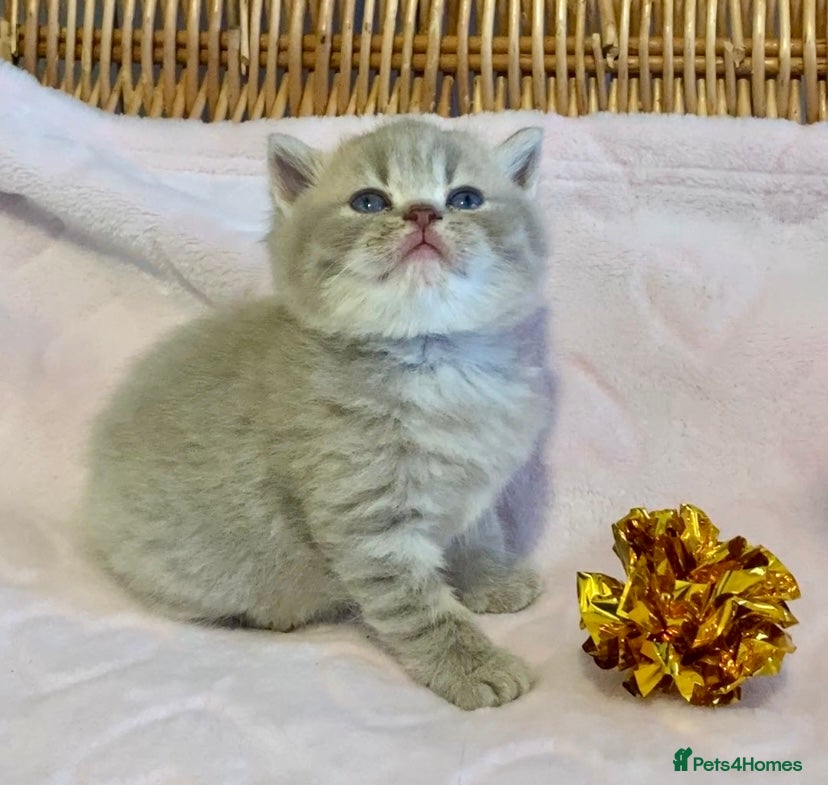 Scottish Fold cats 🧸😻CHAMPION LINE TICA ACTIVE SCOTTISH/BSH😻🧸 - Advert 2