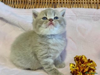 Scottish Fold cats 🧸😻CHAMPION LINE TICA ACTIVE SCOTTISH/BSH😻🧸 - Advert 2