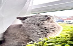 British Shorthair cats for sale:  lilac male British shorthair  - Image 3