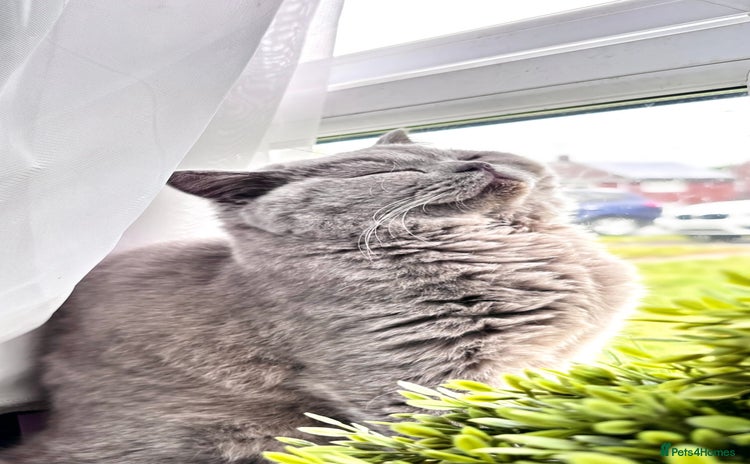 British Shorthair cats - Advert 3