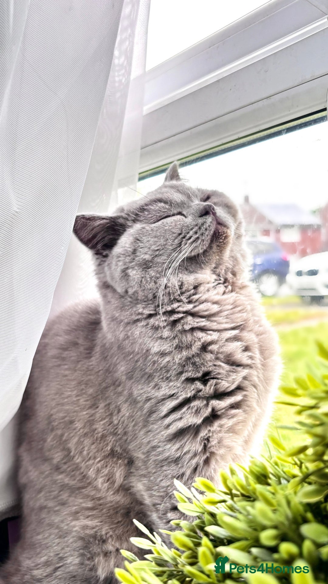 British Shorthair cats for sale:  lilac male British shorthair  - Image 3