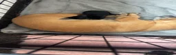 Mixed Breed dogs for sale: Chihuahua cross puppy for sale - Advert 6