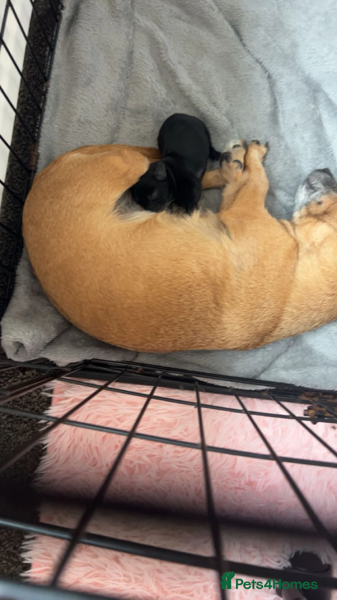 Mixed Breed dogs for sale: Chihuahua cross puppy for sale - Advert 6