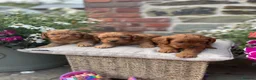 Cockapoo dogs for sale: Toy Cockapoo Puppies (Health Tested) F1 - Advert 2