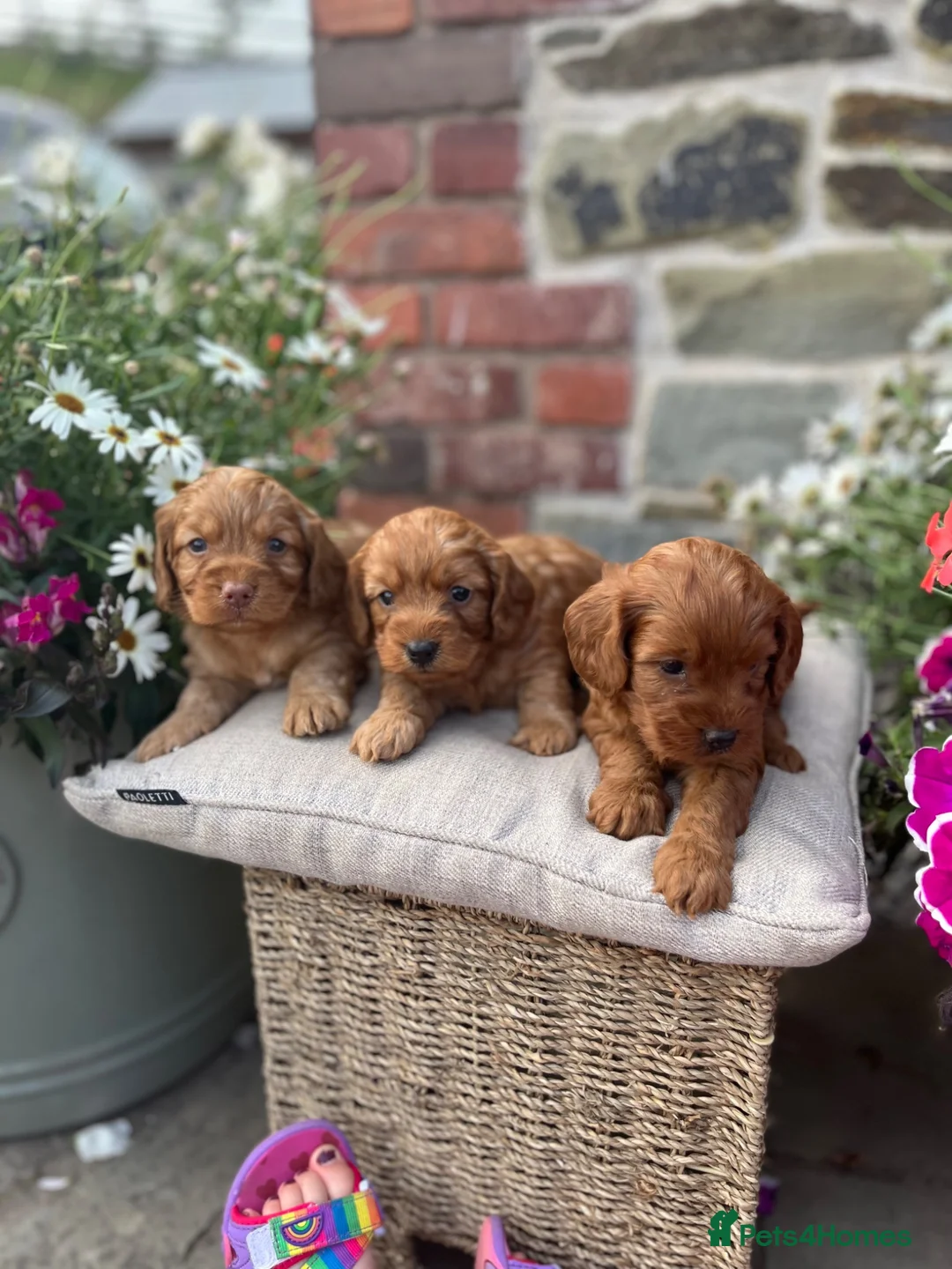 Cockapoo dogs for sale: Toy Cockapoo Puppies (Health Tested) F1 - Advert 2