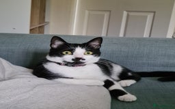 Mixed Breed cats for sale: Adorable Bonzo needs a loving home - Image 1