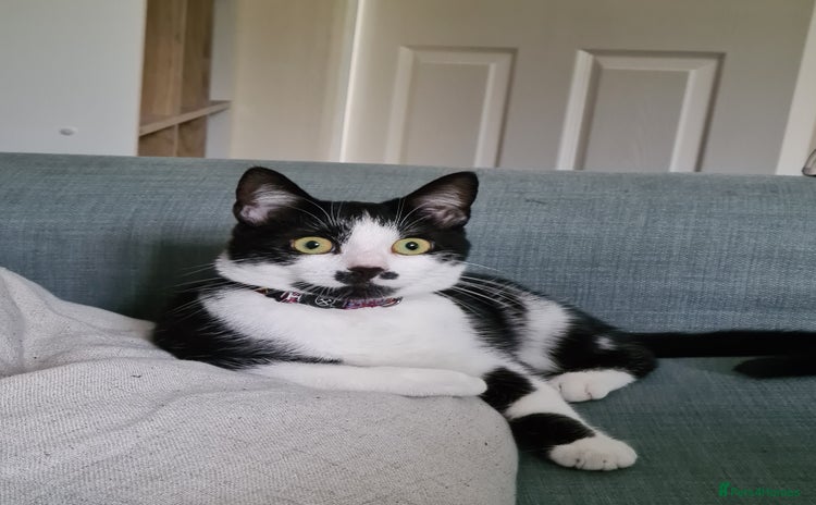 Mixed Breed cats - Advert 15
