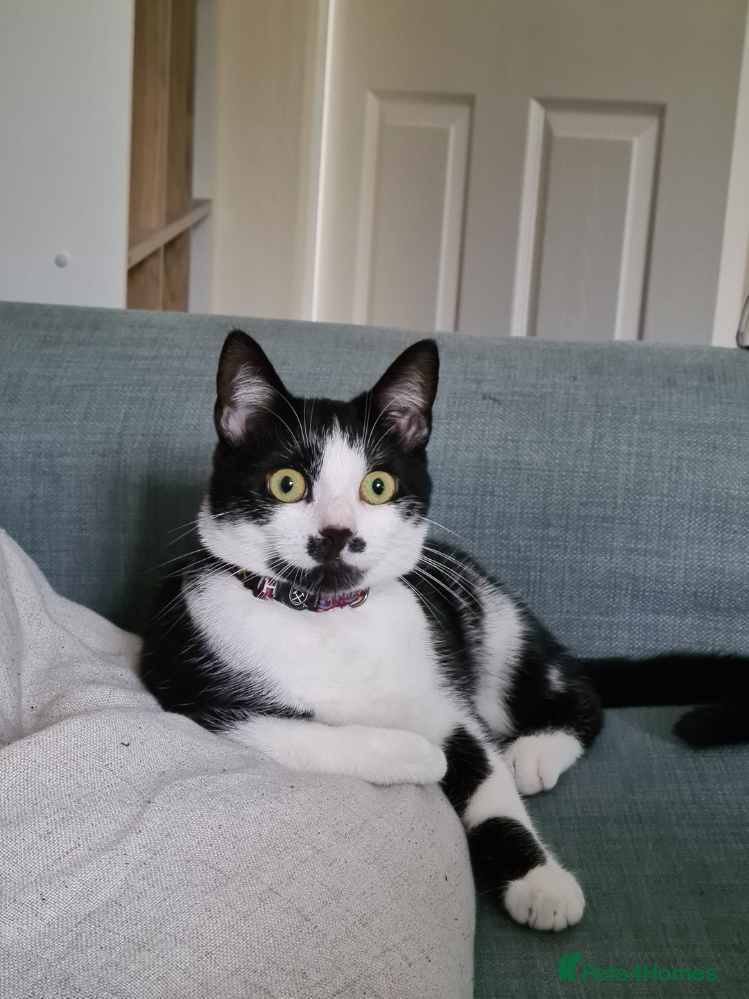 Mixed Breed cats for sale: Adorable Bonzo needs a loving home - Image 1