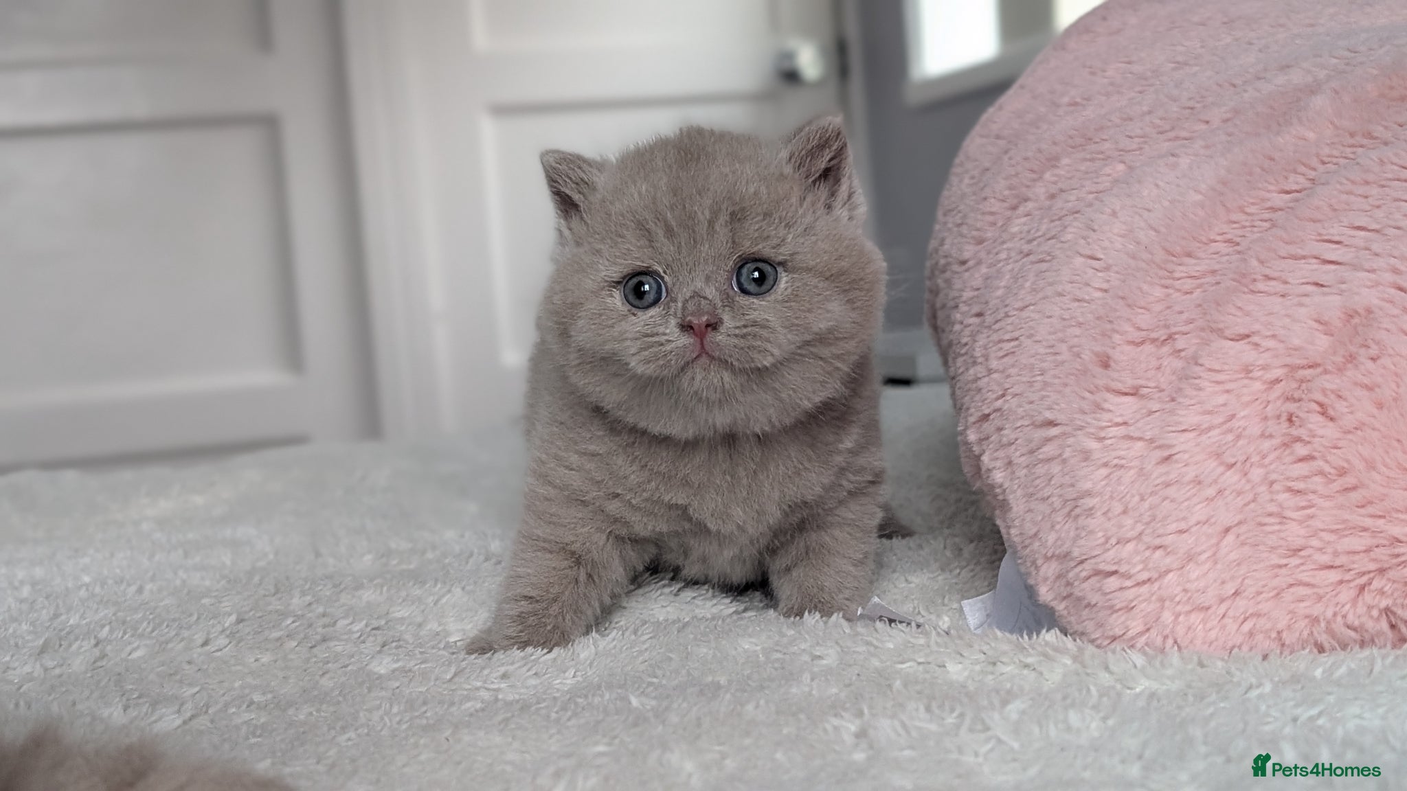 British Shorthair cats GCCF REGISTERED CHOCOLATE AND LILAC KITTENS - Advert 1
