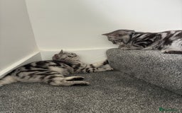 British Shorthair cats for sale: British Shorthair Silver Tabby Pair  in Wakefield - Image 10