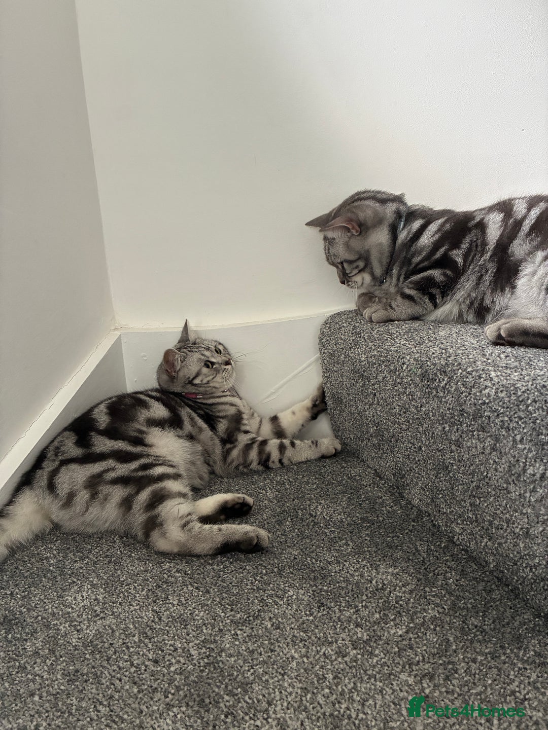 British Shorthair cats for sale: British Shorthair Silver Tabby Pair  in Wakefield - Image 10