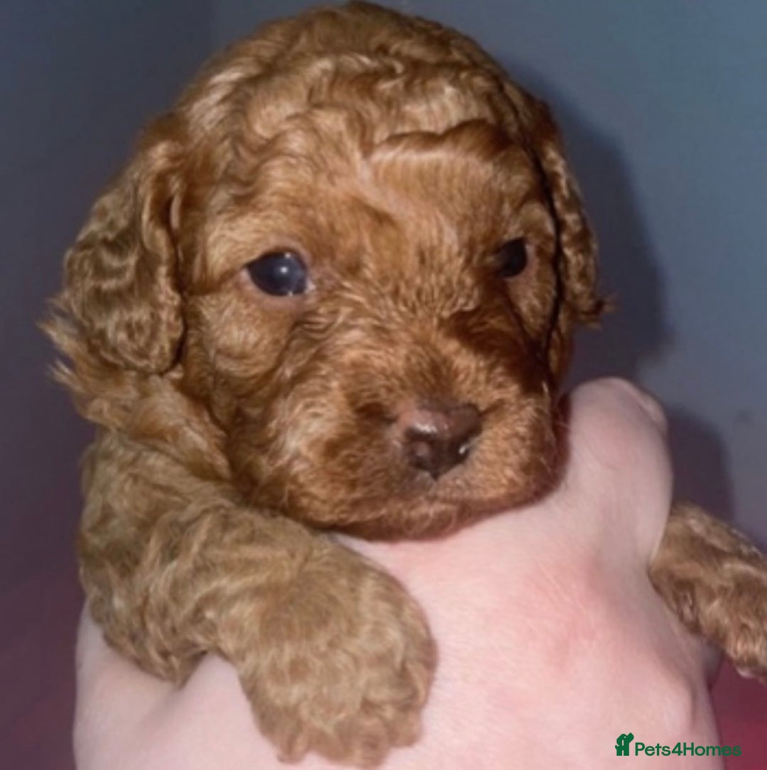 Cavapoo dogs for sale: Extensively health tested toy cavapoos red  - Advert 14