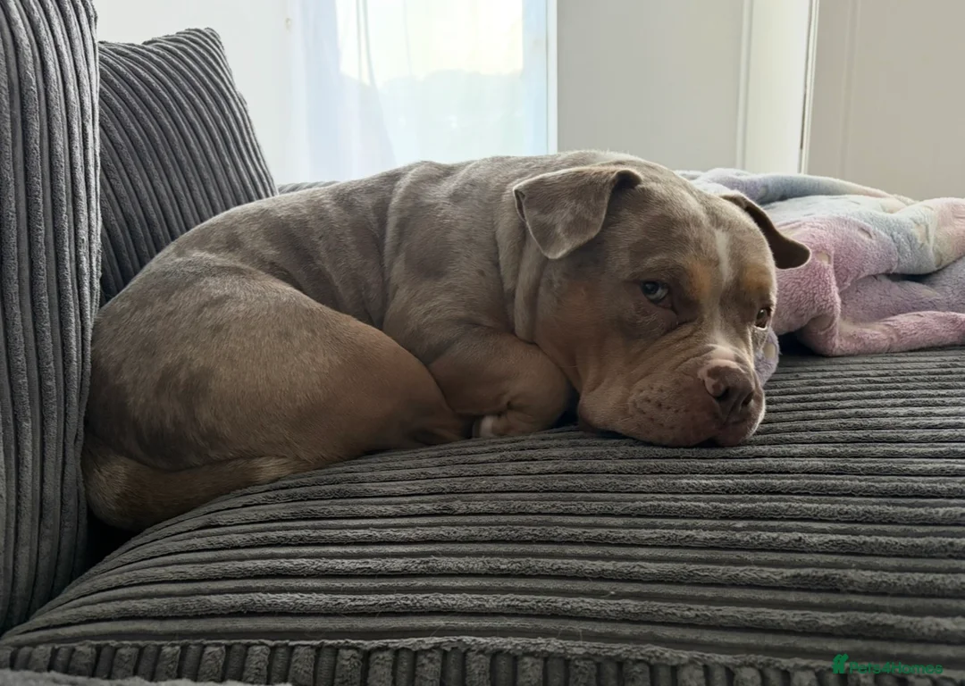 American Bully dogs for sale: Pocket Bully looking for loving home - Advert 2