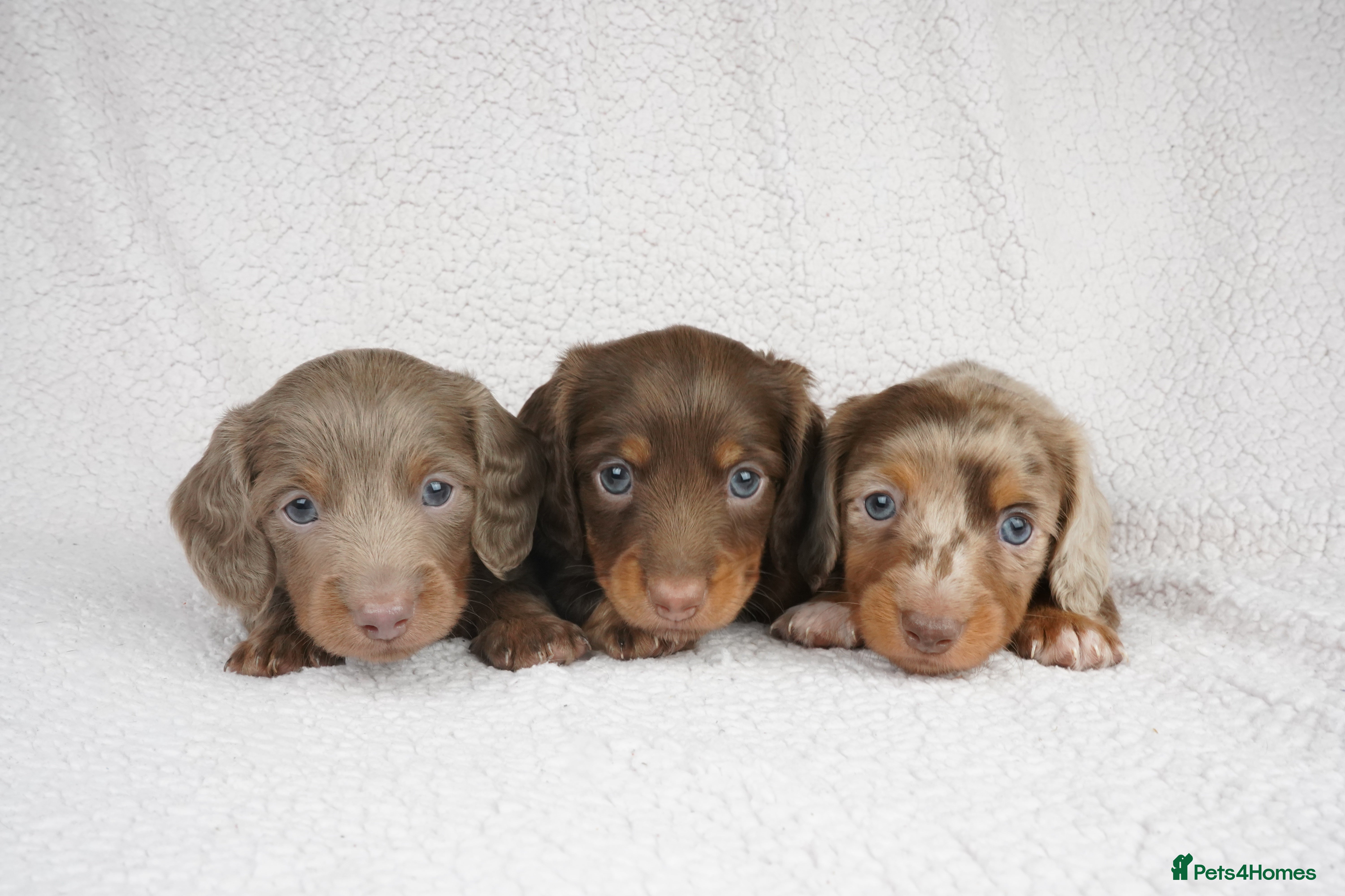 Miniature Dachshund dogs 1 Left KC REGISTERED MINIATURE DACHSHUND PUPPIES - Advert 13