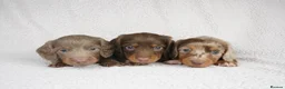 Miniature Dachshund dogs for sale: 1 Left KC REGISTERED MINIATURE DACHSHUND PUPPIES - Advert 7
