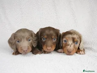 Miniature Dachshund dogs 1 Left KC REGISTERED MINIATURE DACHSHUND PUPPIES - Advert 13