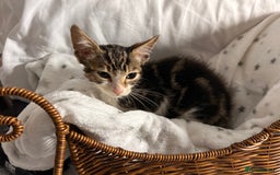 Bengal cats for sale: Bengal kittens ready now - Image 27