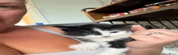 Mixed Breed cats for sale: 2 male kittens looking for loving homes!  - Advert 1