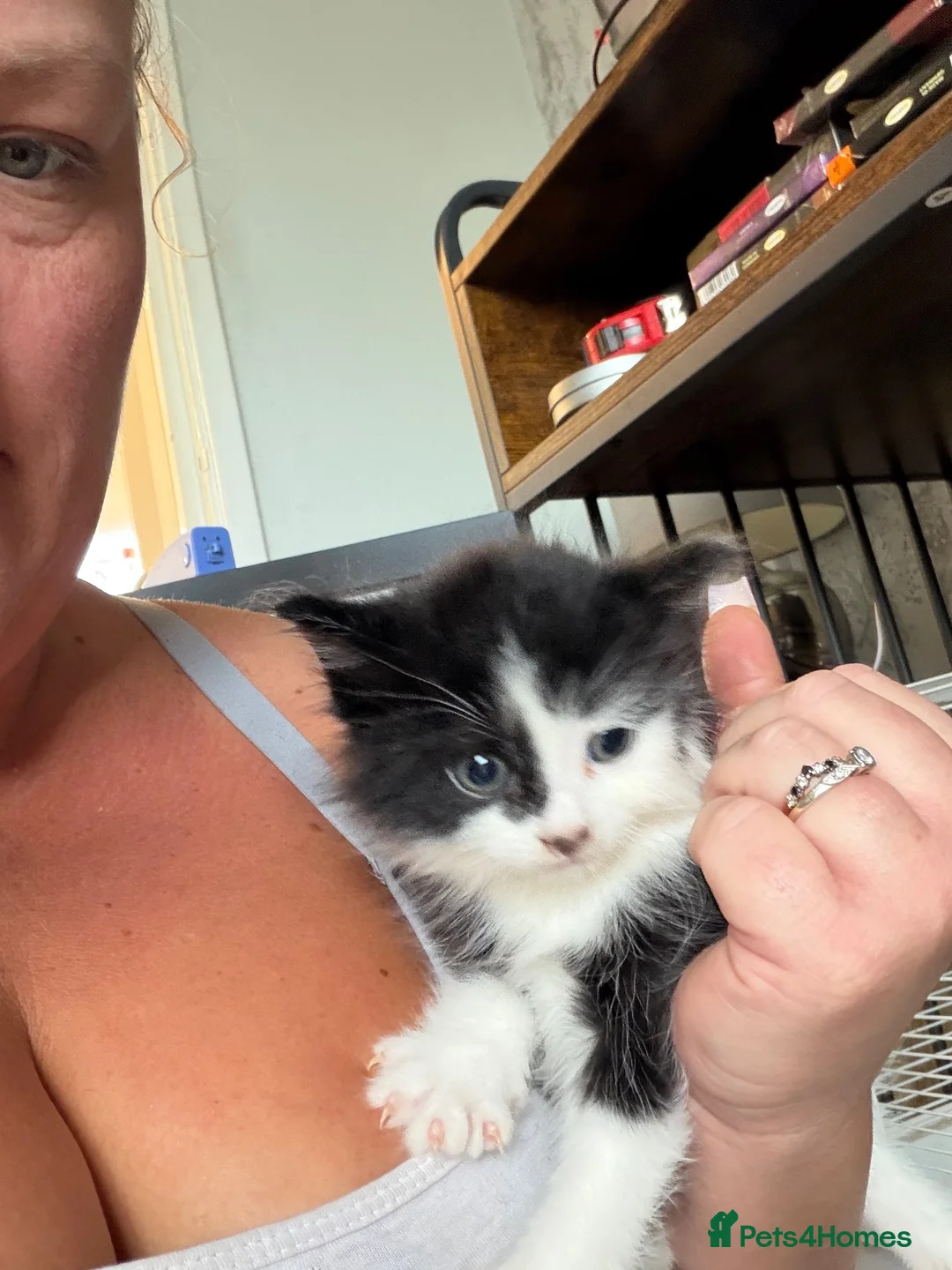 Mixed Breed cats for sale: 2 male kittens looking for loving homes!  - Advert 1