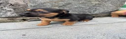 Patterjack dogs for sale: Patterjack puppy’s looking for loving home  - Advert 29
