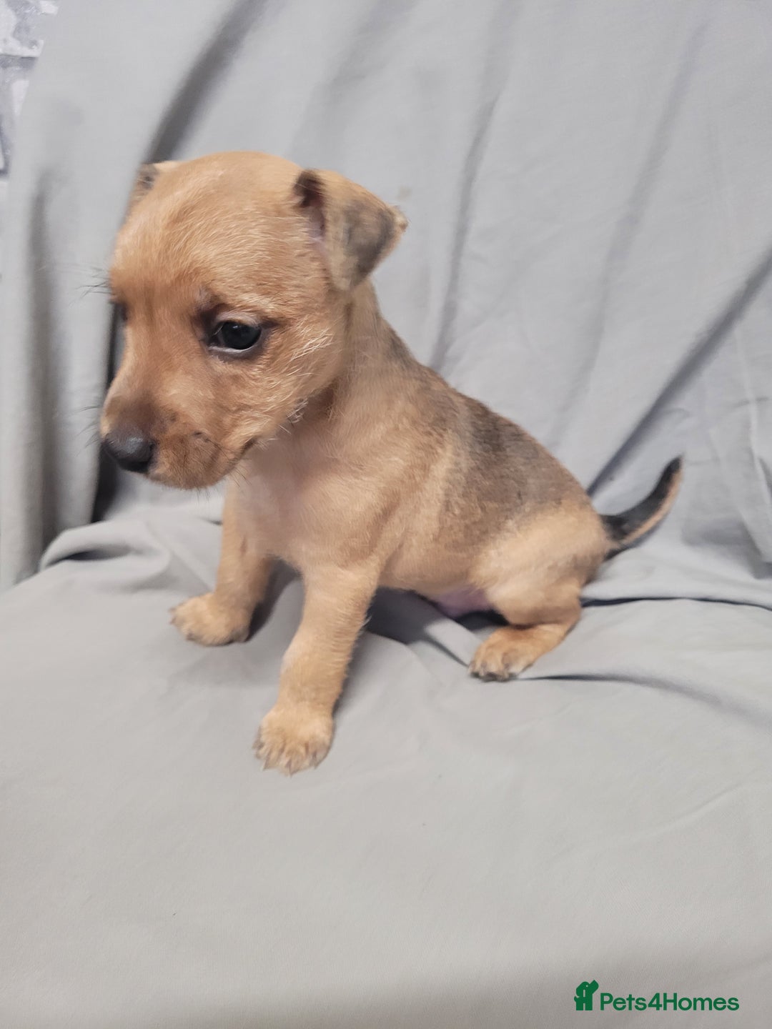 Patterdale Terrier dogs for sale: Patterdale pups - Image 3