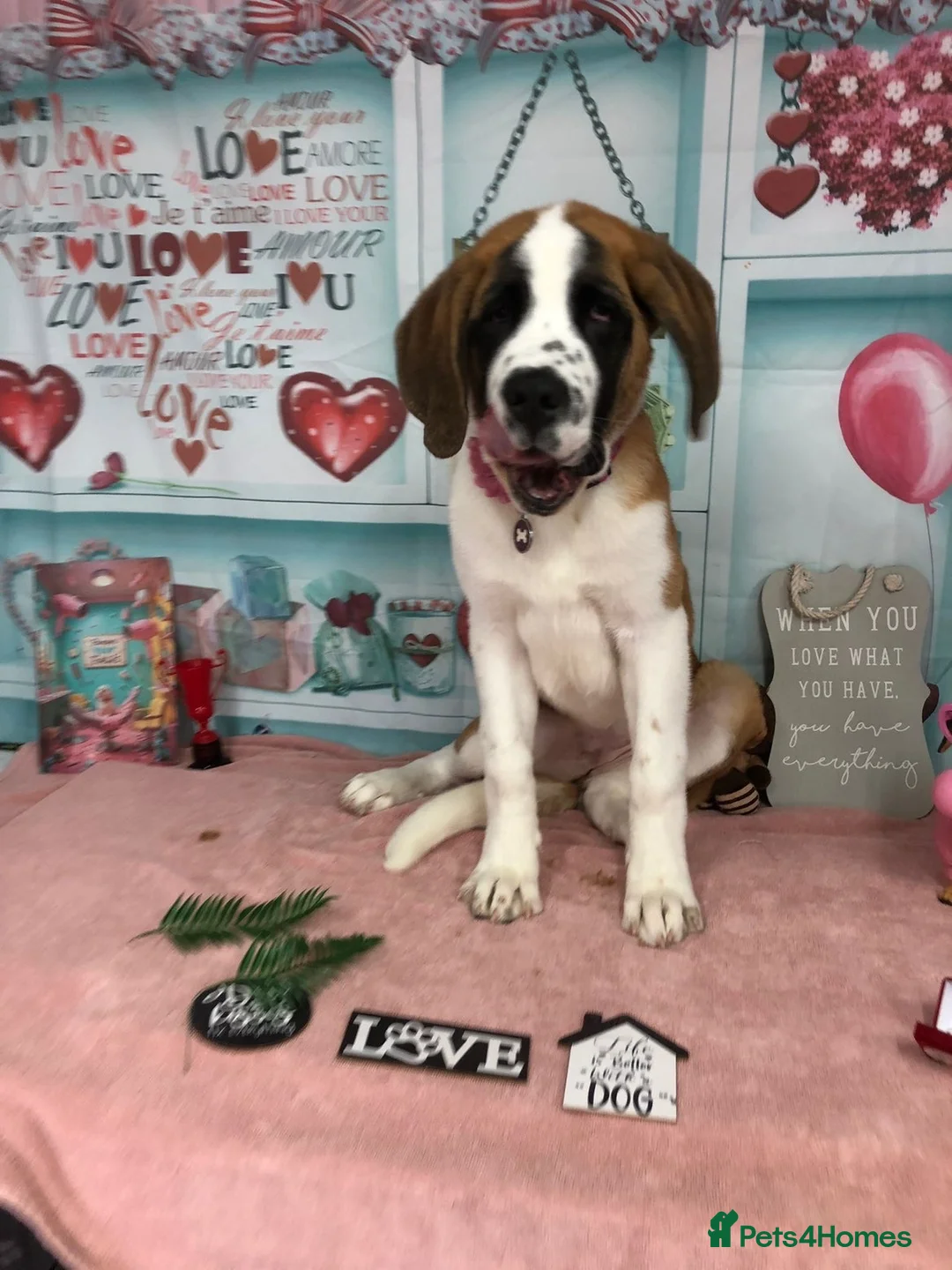 Saint Bernard dogs for sale: Beautiful Female Saint Bernard Puppy - Advert 7