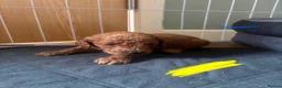 Mixed Breed dogs for sale: F1B cockapoos  - Advert 5