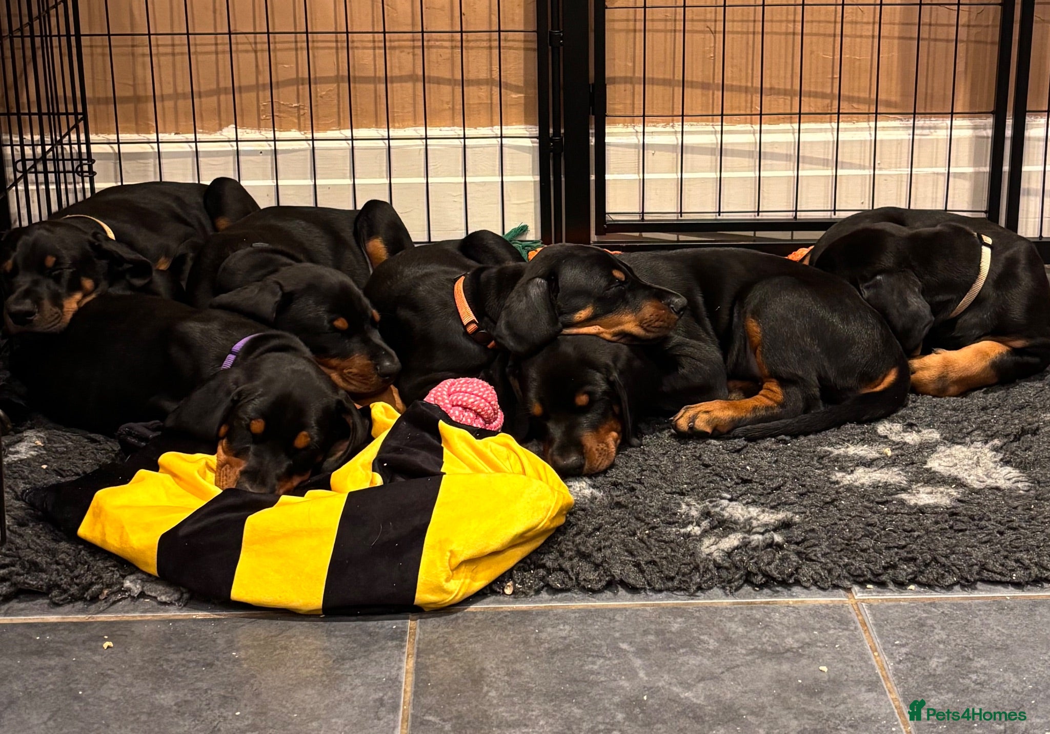 Dobermann dogs KC registered Doberman Puppies | 1 Boy & 4 Girls - Advert 10