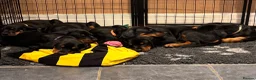 Dobermann dogs for sale: KC reg Dobie Pups | Two girls available - Advert 10