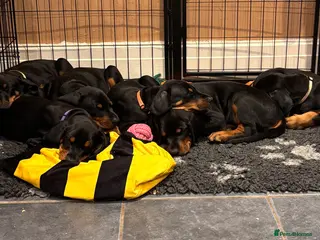 Dobermann dogs KC registered Doberman Puppies | 1 Boy & 4 Girls - Advert 3