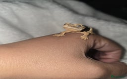Gecko reptiles for sale: Baby Crested Geckos - Lilly whites - Image 2
