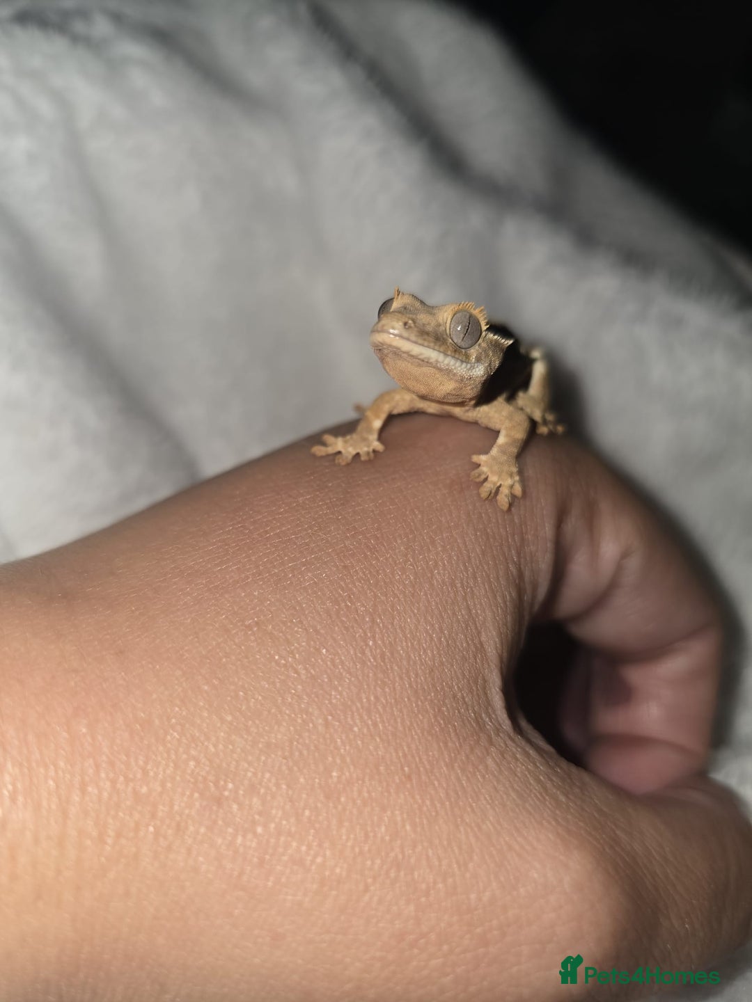 Gecko reptiles for sale: Baby Crested Geckos - Lilly whites - Image 2