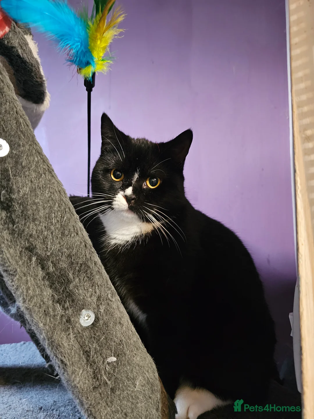 British Shorthair cats for sale: British shorthair cross DSH - Advert 4